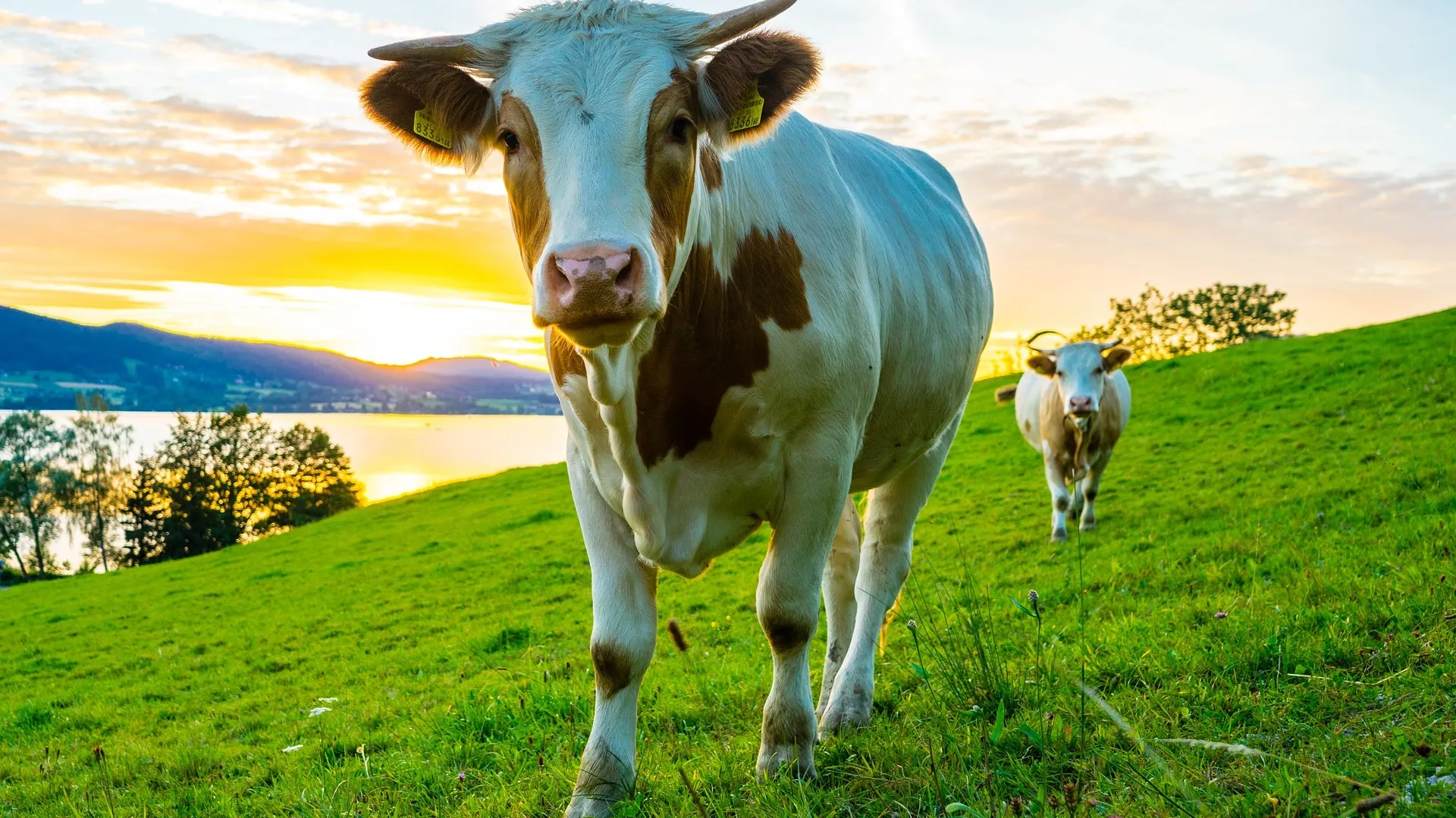 Cow 5447064_1920