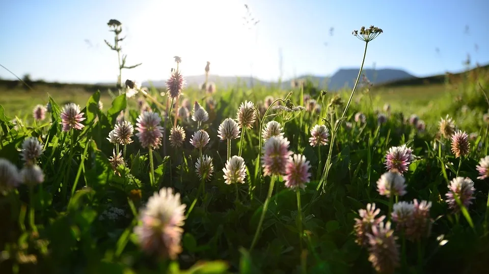 Nature 2493493_960_720