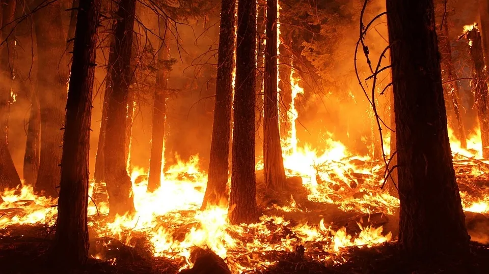 Wildfire 1105209_960_720