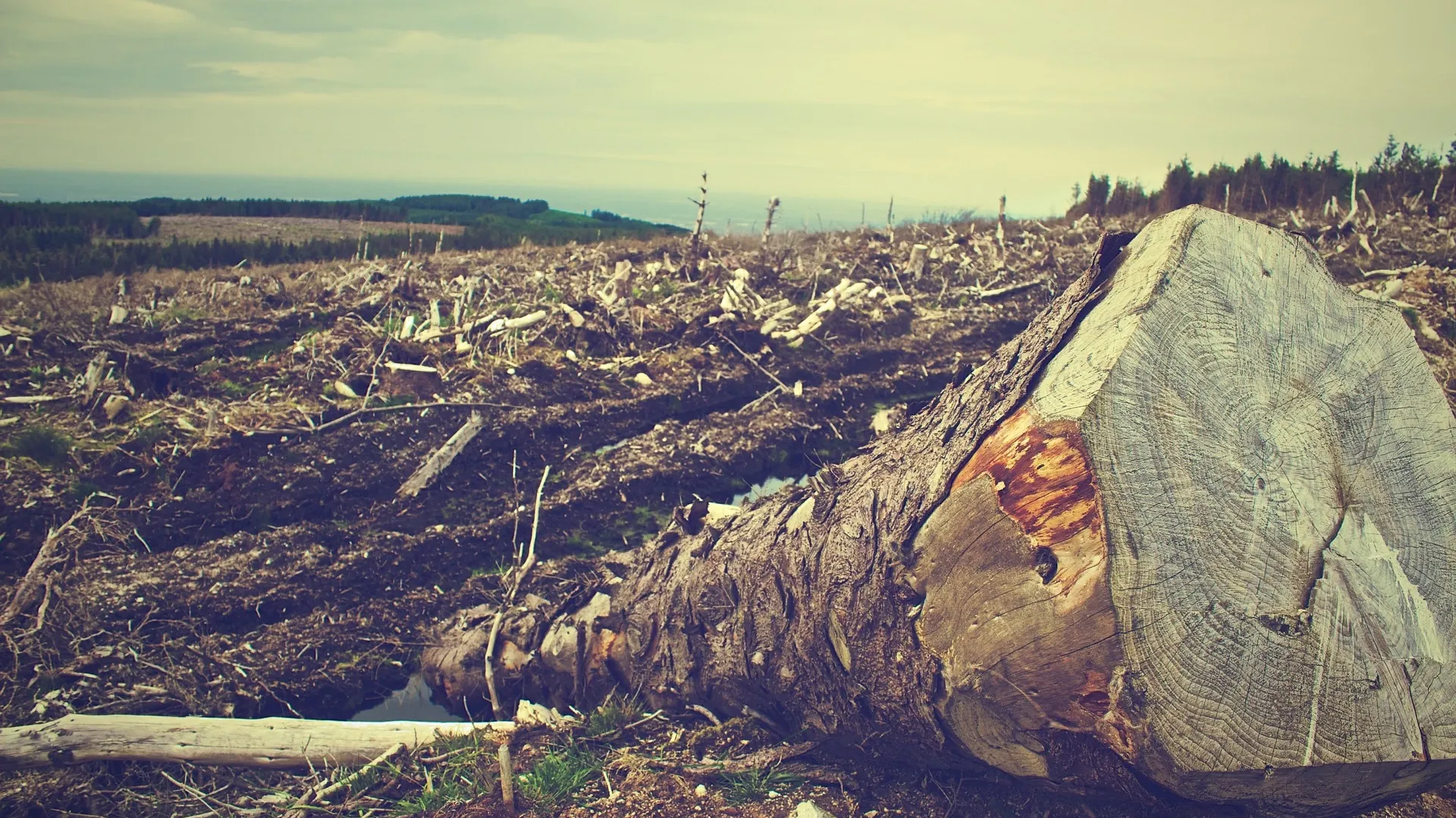 Deforestation 405749_1920