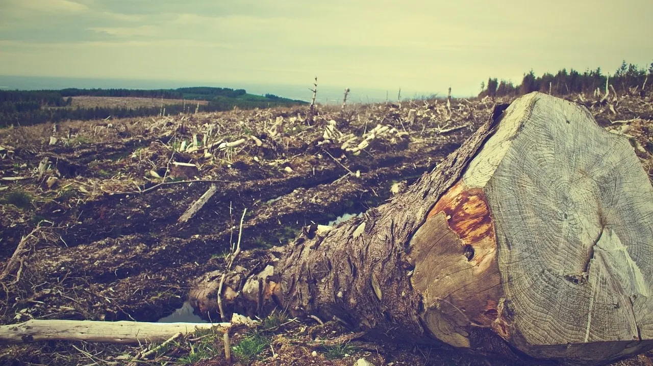 Deforestation 405749_1280