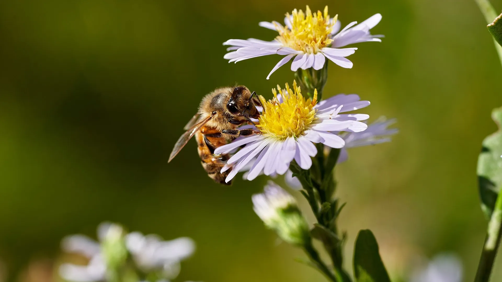 Honey Bee 5032806_1920