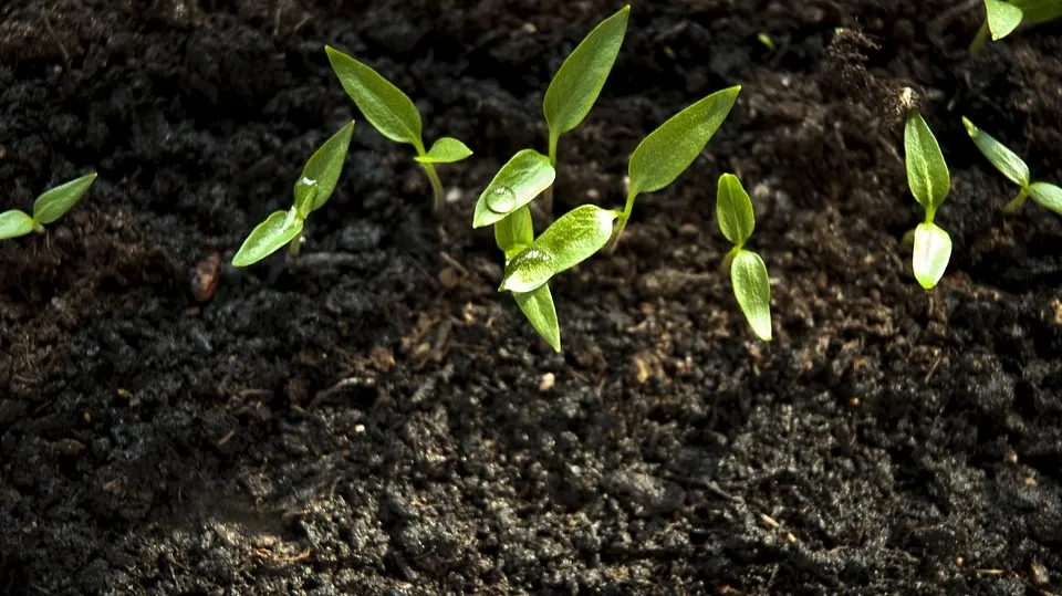 Sprout 2218958_960_720