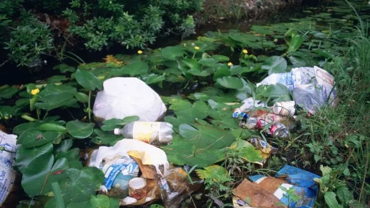 Litter And Garbage Dumped In Wetland Area Among Water Lilies And Marsh Plants 725x485