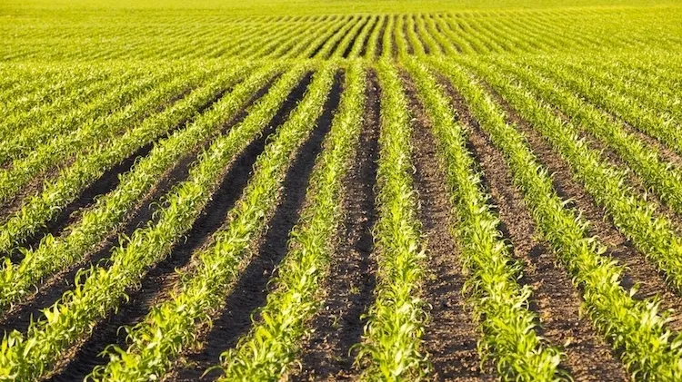 Agricoltura Campo Campi Rsooll Fotolia 750x447
