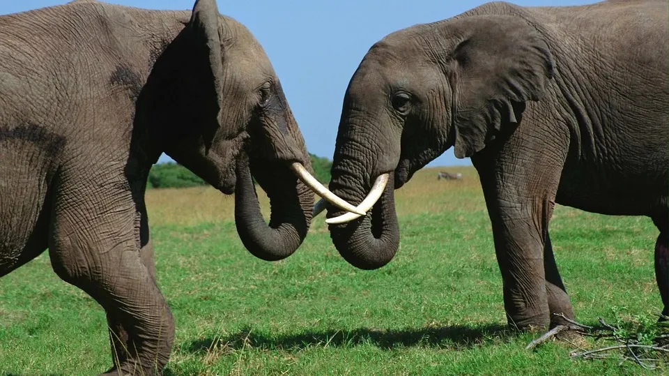 Bull Elephant Animals Jungle Africa Fight Tusk 1855215