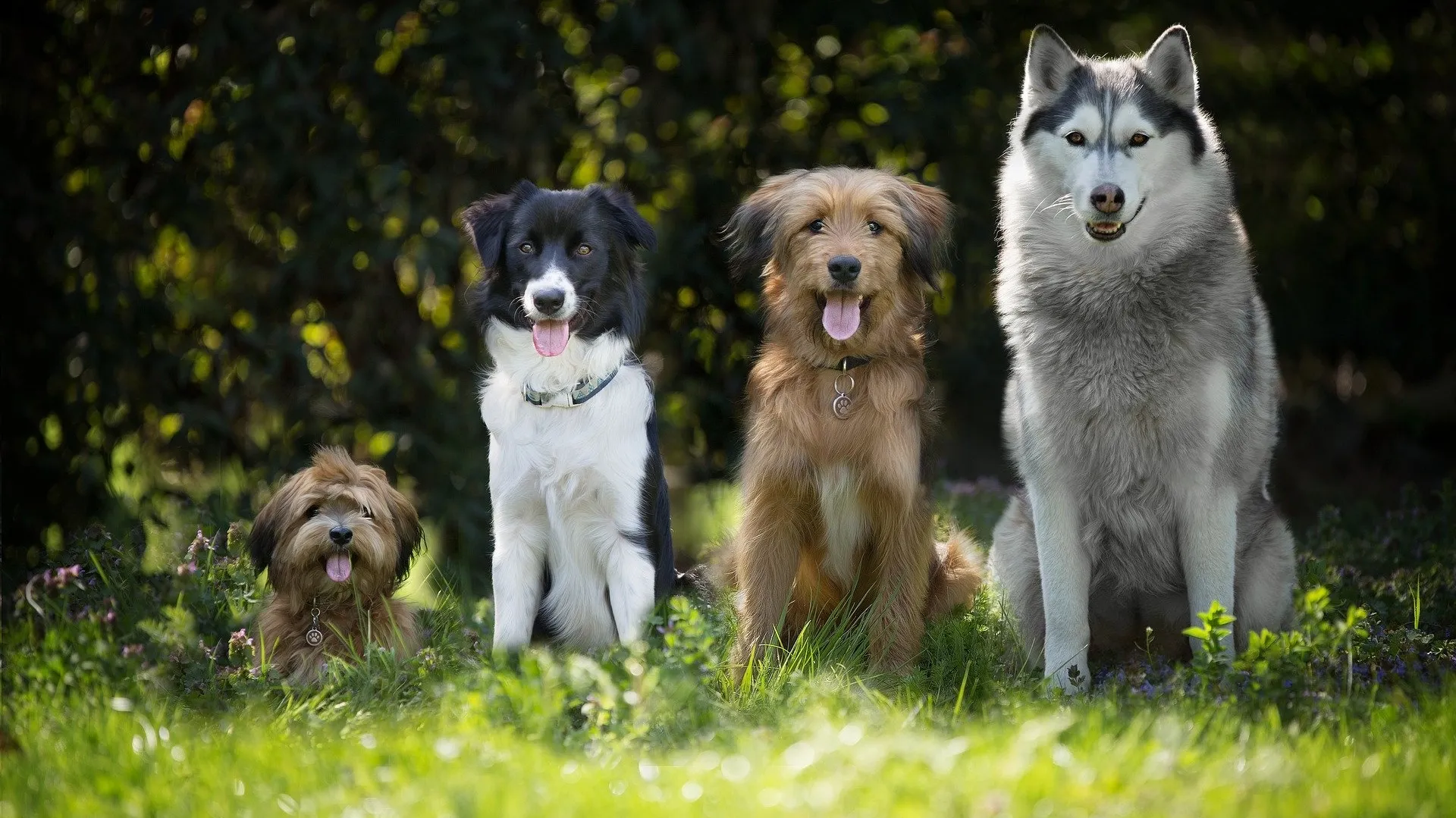 Dogs 4189517_1920