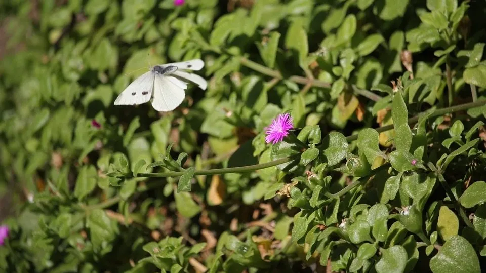Butterfly 1148848_960_720