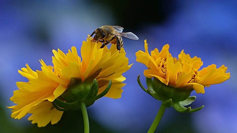 Bee 1575219_960_720