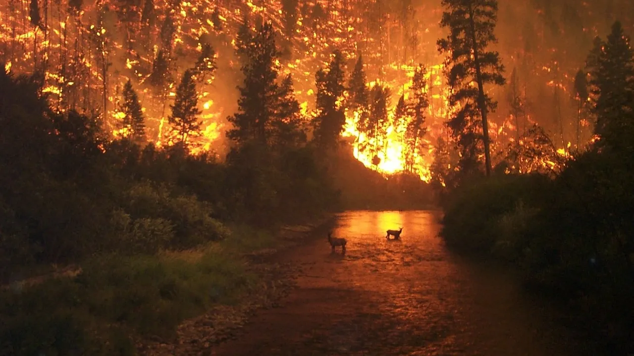 Forest Fire 62971_1280