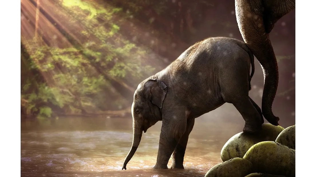 Elephant 23800039_960_720