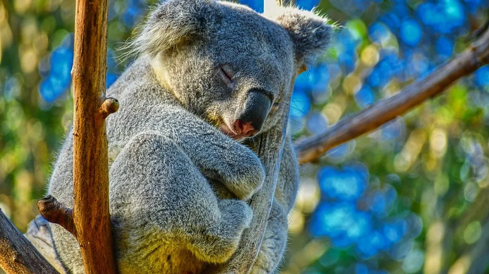 Koala 4721677_960_720