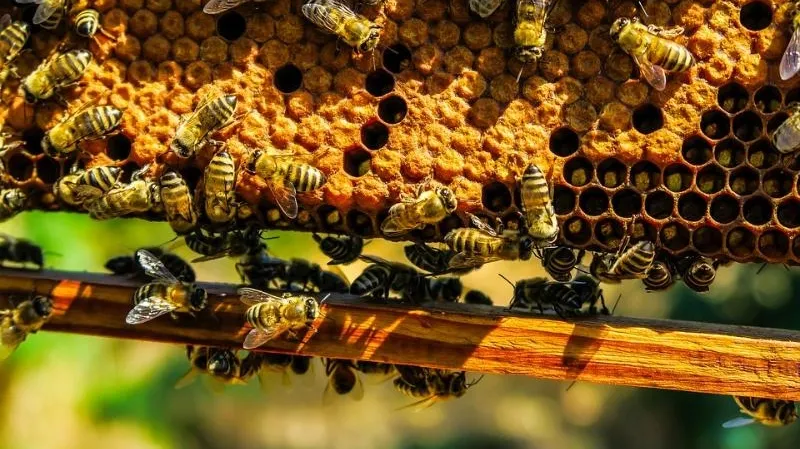 Bees 1818531_960_720