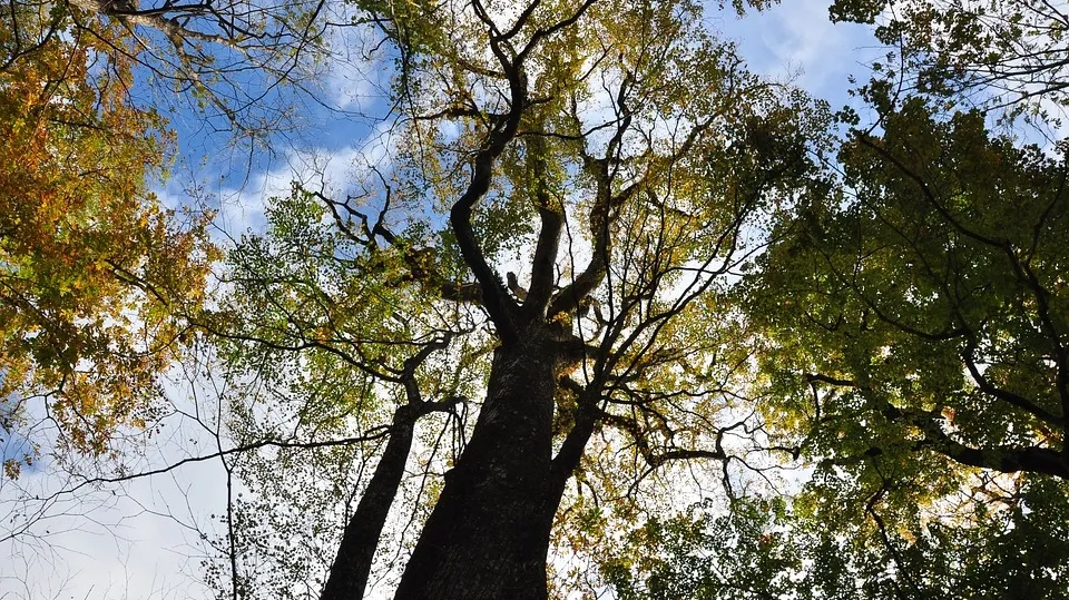 Tree 4366197_960_720