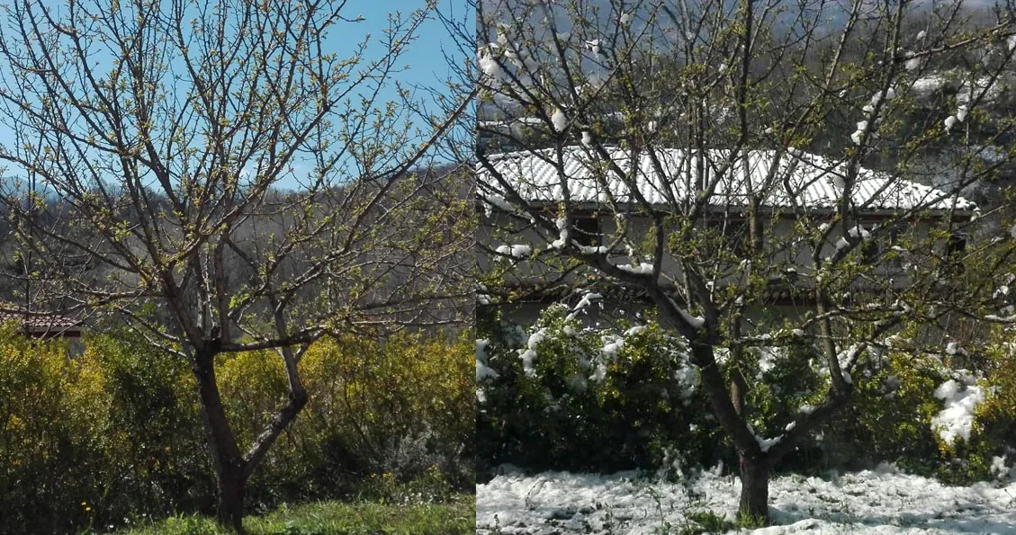 Alberi