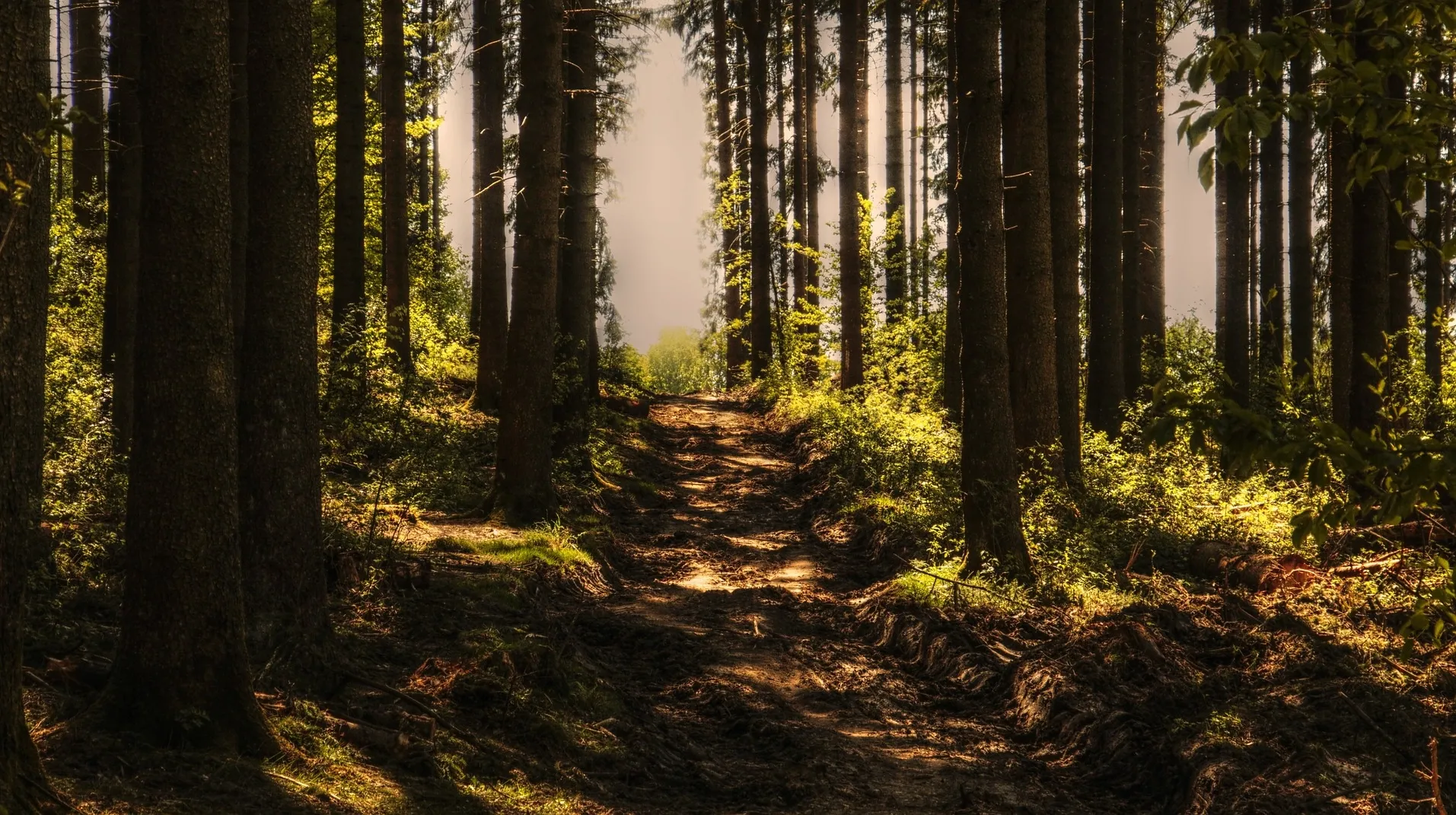 Trees 3410846_1920