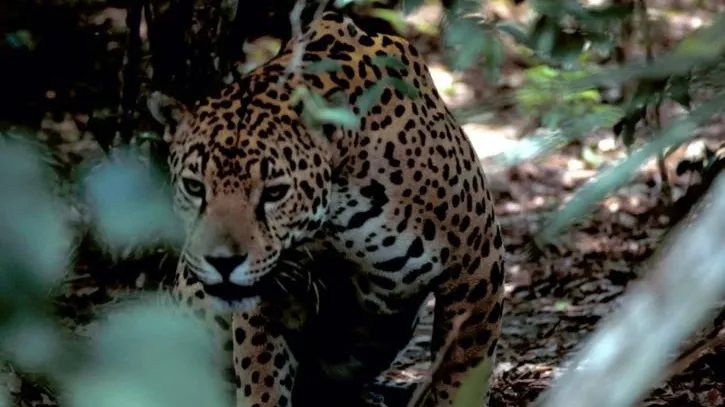 Jaguar Panthera Onca Endangered Specie 725x482