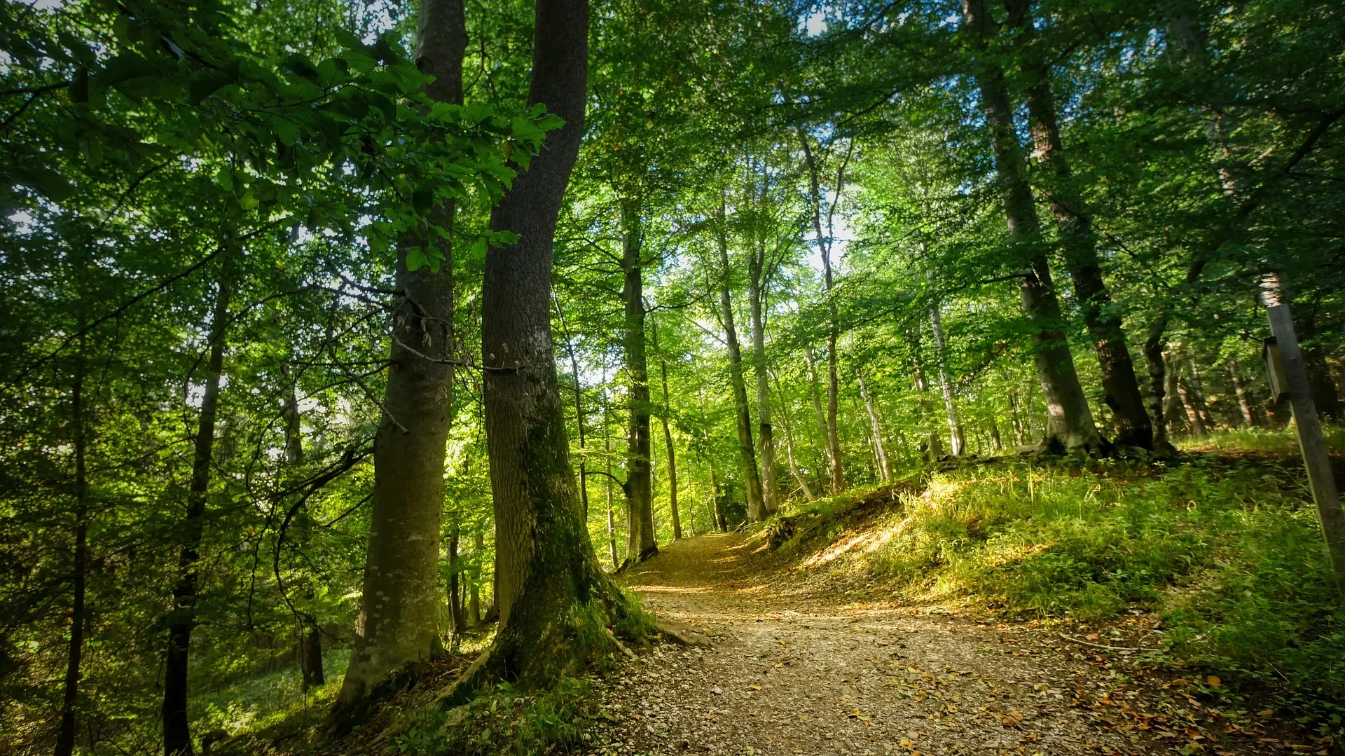 Forest 4535528_1920