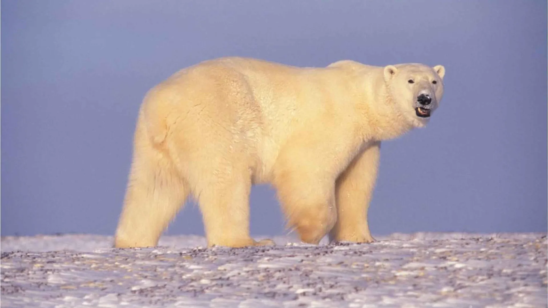 Polar Bear In Arctic Alaska