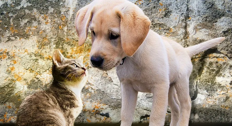 Animals 2198994_960_720 2