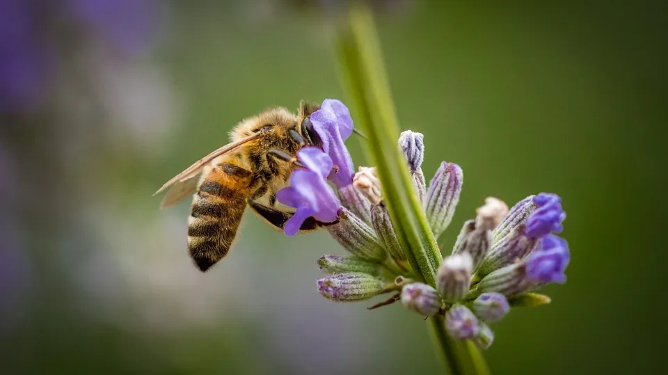 Honey Bee 4358557_960_720