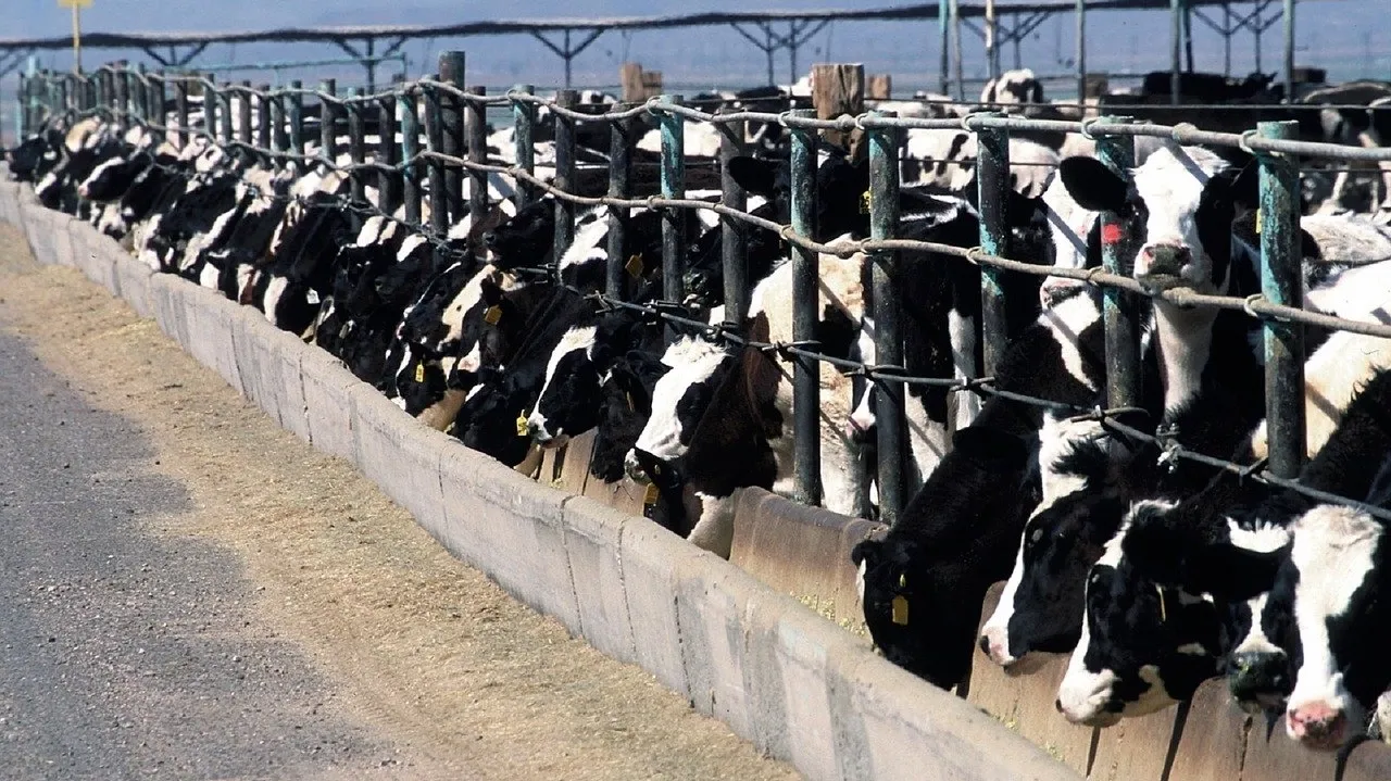 Cattle Feedlot 868032_1280