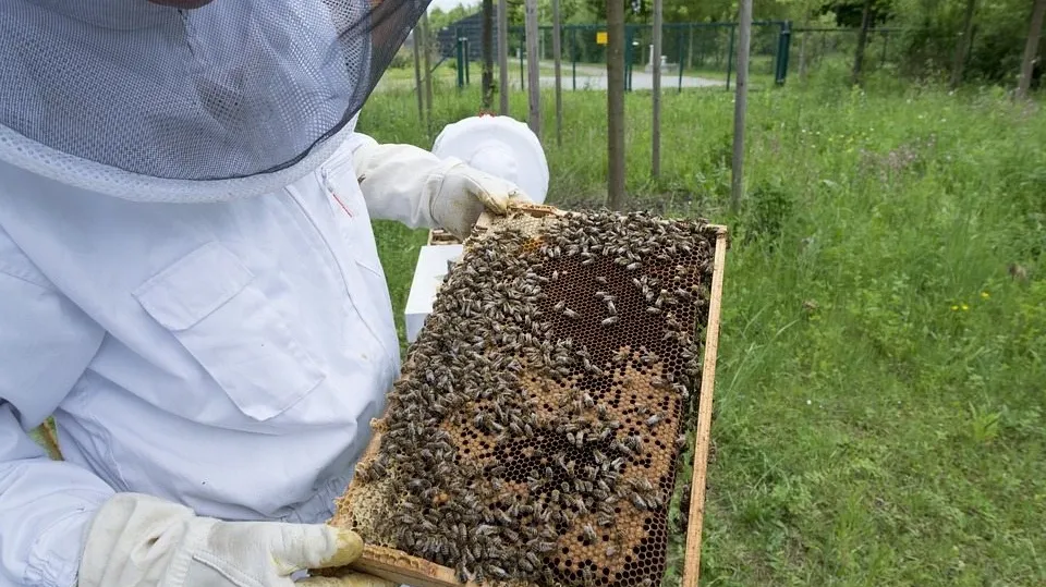 Beekeeper 2650665_960_720